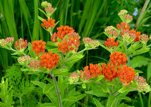 Load image into Gallery viewer, Butterfly Milkweed (plug) freeshipping - Rochester Pollinators