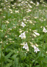 Load image into Gallery viewer, Beardtongue Fox Glove (2" pot) freeshipping - Rochester Pollinators