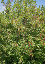 Load image into Gallery viewer, Michigan Holly or Winterberry (gallon)