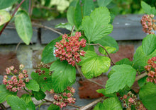 Load image into Gallery viewer, Ninebark (Gallon)