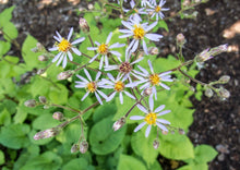 Load image into Gallery viewer, Big Leaf Aster (2" pot) freeshipping - Rochester Pollinators