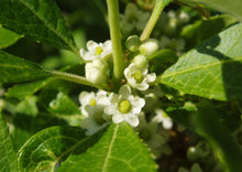 Load image into Gallery viewer, Michigan Holly or Winterberry (gallon)