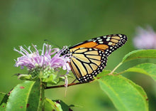 Load image into Gallery viewer, Bee Balm (Wild Bergamot) (2" pot) freeshipping - Rochester Pollinators