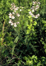 Load image into Gallery viewer, Lavender Beardtongue (2")