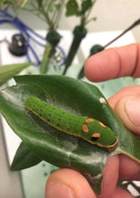 Load image into Gallery viewer, Spicebush (plug) freeshipping - Rochester Pollinators