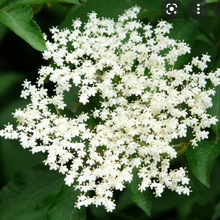 Load image into Gallery viewer, American Elder (Gallon) freeshipping - Rochester Pollinators