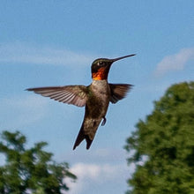 Load image into Gallery viewer, Hummingbird Garden (Kit) freeshipping - Rochester Pollinators