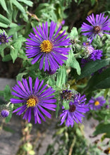 Load image into Gallery viewer, New England Aster (2" pot) freeshipping - Rochester Pollinators