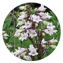 Load image into Gallery viewer, Beardtongue Fox Glove (2&quot; pot) freeshipping - Rochester Pollinators
