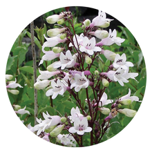 Load image into Gallery viewer, Beardtongue Fox Glove (2" pot) freeshipping - Rochester Pollinators
