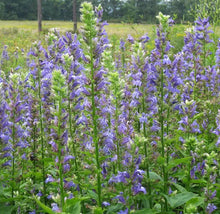 Load image into Gallery viewer, Blue Lobelia (2")