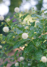 Load image into Gallery viewer, Buttonbush (plug) freeshipping - Rochester Pollinators