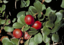 Load image into Gallery viewer, Bearberry (gallon)
