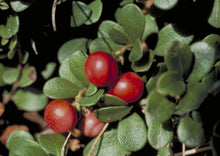 Load image into Gallery viewer, Bearberry (gallon)