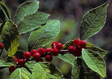 Load image into Gallery viewer, Michigan Holly or Winterberry (gallon)