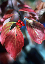 Load image into Gallery viewer, Flowering Dogwood (Gallon)