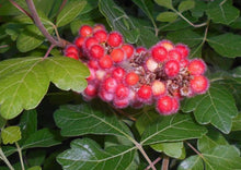 Load image into Gallery viewer, Fragrant Sumac (Gallon)