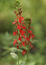 Load image into Gallery viewer, Cardinal Flower (2" pot) freeshipping - Rochester Pollinators