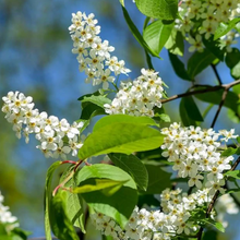 Load image into Gallery viewer, Choke Cherry (Gallon) freeshipping - Rochester Pollinators