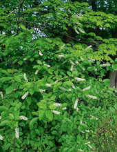 Load image into Gallery viewer, Choke Cherry (Gallon) freeshipping - Rochester Pollinators