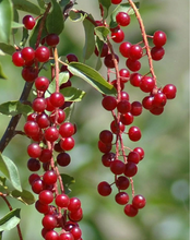 Load image into Gallery viewer, Choke Cherry (Gallon) freeshipping - Rochester Pollinators