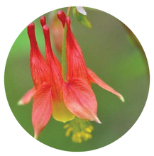 Load image into Gallery viewer, Columbine (2" pot) freeshipping - Rochester Pollinators