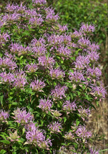 Load image into Gallery viewer, Bee Balm (Wild Bergamot) (2" pot) freeshipping - Rochester Pollinators