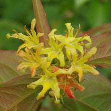 Load image into Gallery viewer, Bush Honeysuckle (gallon) (Reserved for Spec. orders)