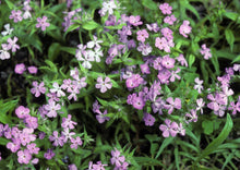 Load image into Gallery viewer, Prairie Phlox (2.5" Premium) freeshipping - Rochester Pollinators
