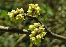 Load image into Gallery viewer, Fragrant Sumac (Gallon)