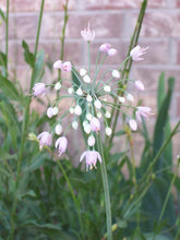 Load image into Gallery viewer, Nodding Wild Onion (2") freeshipping - Rochester Pollinators