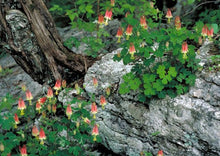 Load image into Gallery viewer, Columbine (2" pot) freeshipping - Rochester Pollinators
