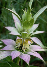 Load image into Gallery viewer, Horsemint (2")