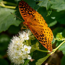 Load image into Gallery viewer, Ninebark (Gallon)