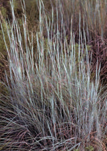 Load image into Gallery viewer, Little Bluestem (2" pot) freeshipping - Rochester Pollinators