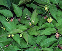 Load image into Gallery viewer, Bush Honeysuckle (gallon) (Reserved for Spec. orders)