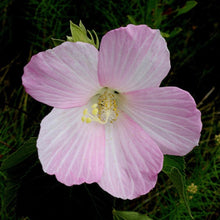 Load image into Gallery viewer, Hummingbird Garden (Kit) freeshipping - Rochester Pollinators