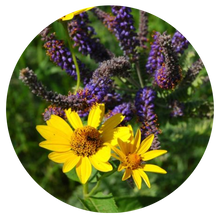 Load image into Gallery viewer, False Sunflower freeshipping - Rochester Pollinators