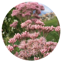 Load image into Gallery viewer, Joe Pye (pink) (2") freeshipping - Rochester Pollinators