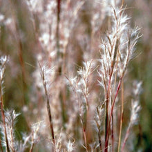 Load image into Gallery viewer, Little Bluestem (2" pot) - Rochester Pollinators