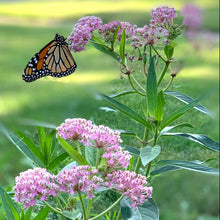 Load image into Gallery viewer, Monarch Buffet (Kit) freeshipping - Rochester Pollinators