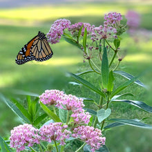 Load image into Gallery viewer, Rose/Swamp Milkweed freeshipping - Rochester Pollinators