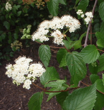 Load image into Gallery viewer, Nannyberry (Plug) freeshipping - Rochester Pollinators