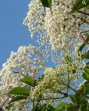 Load image into Gallery viewer, Nannyberry (Plug) freeshipping - Rochester Pollinators