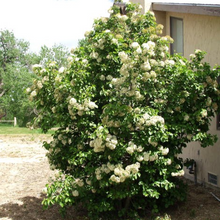 Load image into Gallery viewer, Nannyberry (Gallon)- Rochester Pollinators