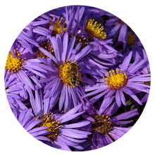 Load image into Gallery viewer, New England Aster (2" pot) freeshipping - Rochester Pollinators