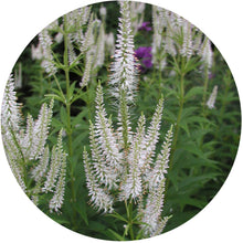 Load image into Gallery viewer, Culver's Root (2" pot) freeshipping - Rochester Pollinators