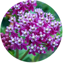 Load image into Gallery viewer, Monarch Buffet (Kit) freeshipping - Rochester Pollinators