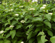 Load image into Gallery viewer, Red-Osier Dogwood (Gallon) freeshipping - Rochester Pollinators