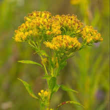 Load image into Gallery viewer, Riddell's Goldenrod (2" pot) freeshipping - Rochester Pollinators